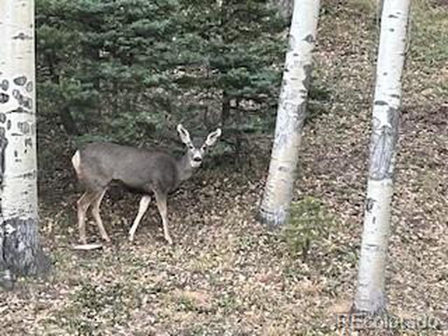 2945 Forbes Park Rd, Fort Garland, CO 81133