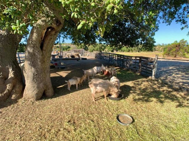 38058 Highway 94, Boulevard, CA 91905