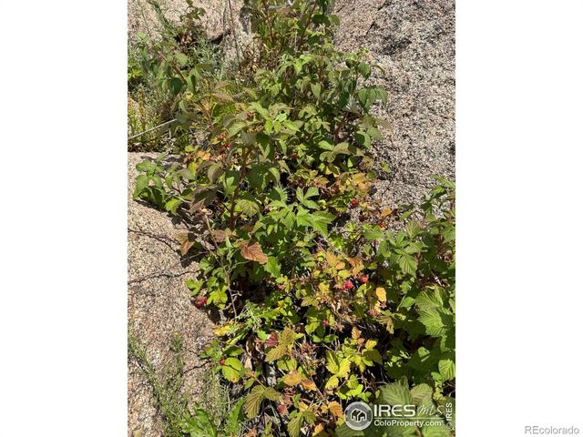 865 Redstone Drive, Bellvue, CO 80512