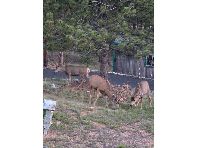 201 Lake Dr, Florissant, CO 80816