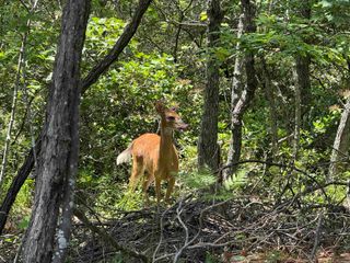 TBD MOUNTAIN TOP LN, Crimora, VA 24431