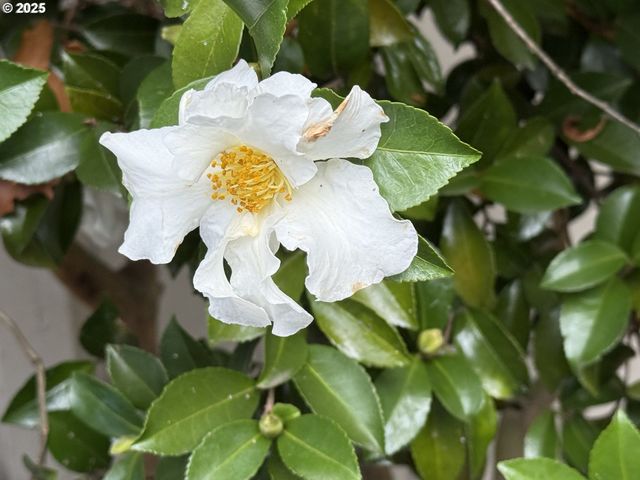 8196 Sw SHENANDOAH Way, Tualatin, OR 97062