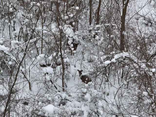 10886 Douglas Drive, Allendale, MI 49401