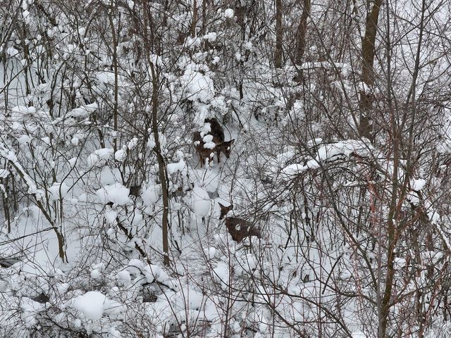 10886 Douglas Drive, Allendale, MI 49401