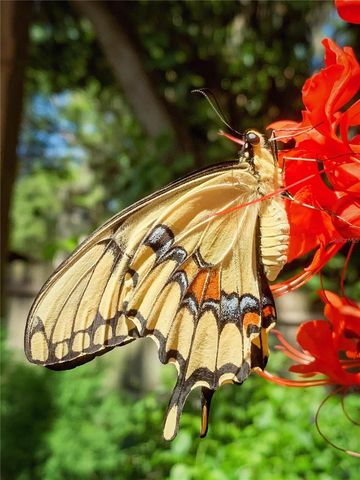 2156 LITTLE BROOK LANE, Clearwater, FL 33763