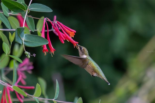 2156 LITTLE BROOK LANE, Clearwater, FL 33763