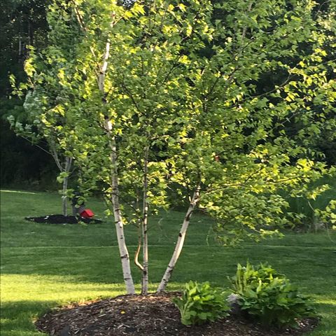 6364 Red Fox Road, Lino Lakes, MN 55014