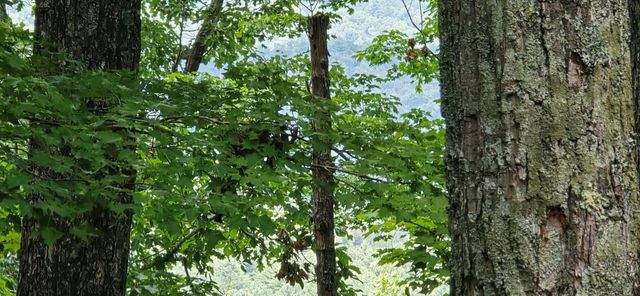 Lot 7 Scouts Overlook, Morganton, GA 30560