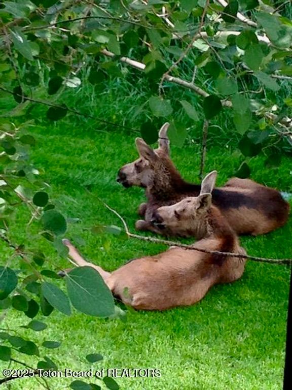 1415 N SECOND Street, Wilson, WY 83014 photo 40