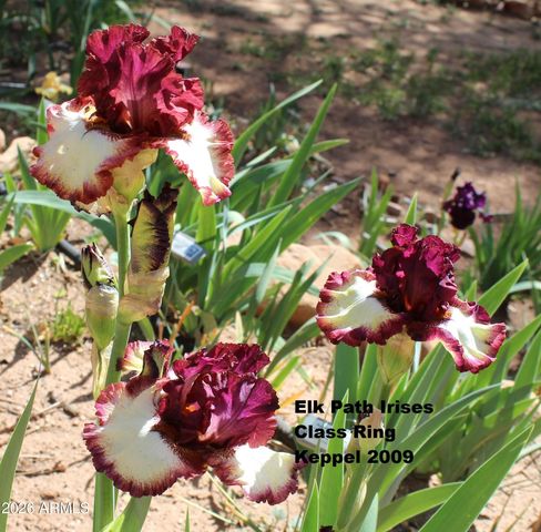 6405 W PINE CONE Trail, Pine, AZ 85544