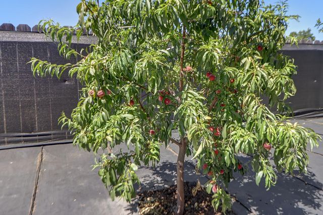 3529 Lindenwood Way, Sacramento, CA 95826