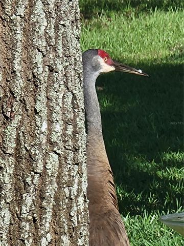 3723 MULBERRY GROVE LOOP, Leesburg, FL 34748