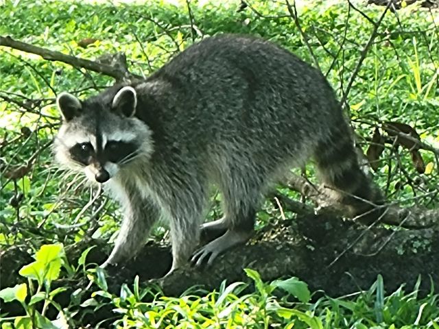 3723 MULBERRY GROVE LOOP, Leesburg, FL 34748