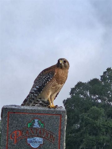 3723 MULBERRY GROVE LOOP, Leesburg, FL 34748