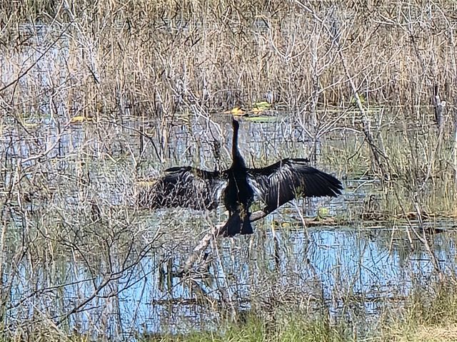 3723 MULBERRY GROVE LOOP, Leesburg, FL 34748