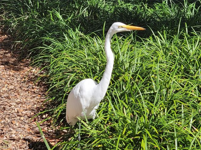 3723 MULBERRY GROVE LOOP, Leesburg, FL 34748