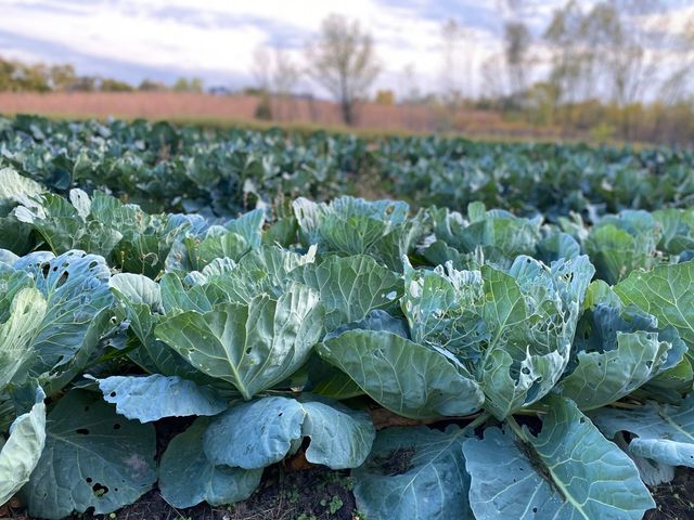 1571 Amos Bennett Street, Grayslake, IL 60030