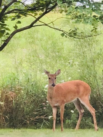 1571 Amos Bennett Street, Grayslake, IL 60030