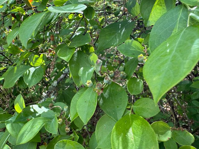 102 Norris Drive, Eutawville, SC 29048