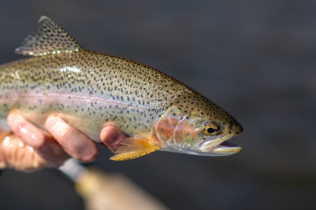 3690 Big Flat Road, Missoula, MT 59804 photo 14