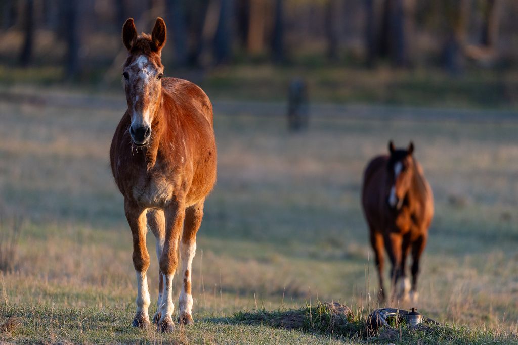 3690 Big Flat Road, Missoula, MT 59804 photo 16