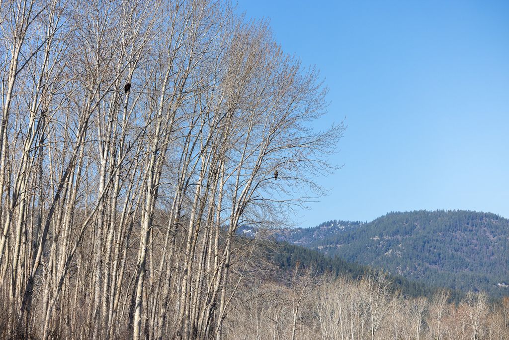 3690 Big Flat Road, Missoula, MT 59804 photo 90