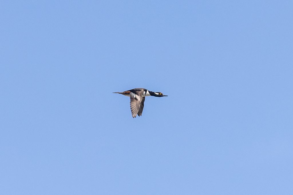 3690 Big Flat Road, Missoula, MT 59804 photo 91