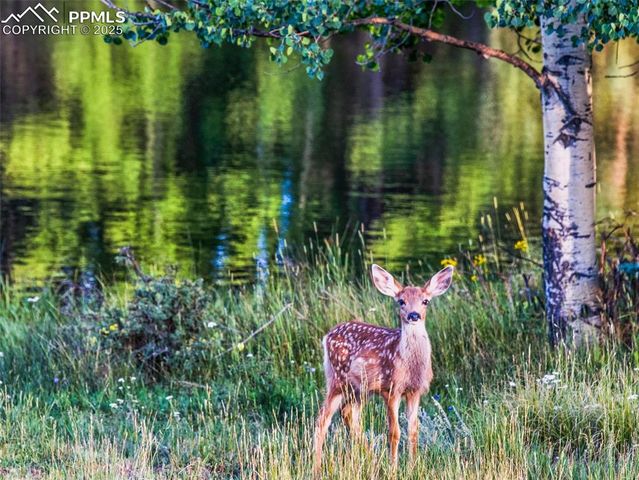 810 Ridge Road, Divide, CO 80814