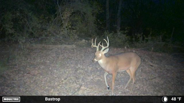 0000 FM 2336, Mcdade, TX 78650