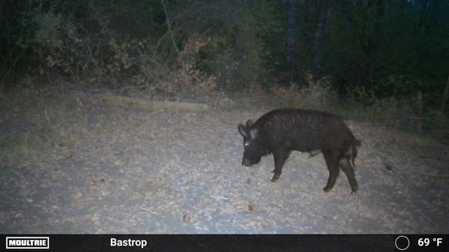 0000 FM 2336, Mcdade, TX 78650