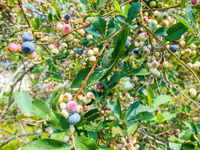 127 Roberts Road, Summerville, SC 29483