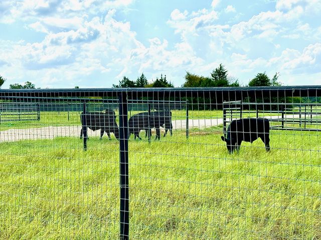 8690 E FM 922, Valley View, TX 76272