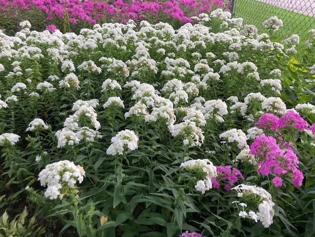 558 113th Lane NW, Coon Rapids, MN 55448