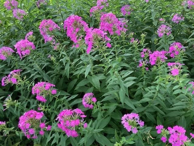 558 113th Lane NW, Coon Rapids, MN 55448