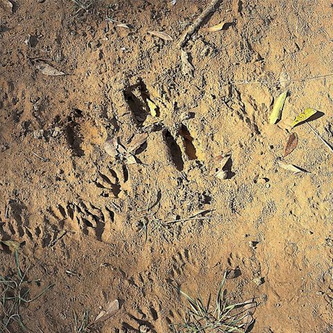 00000 Cr 102, Leona, TX 75850