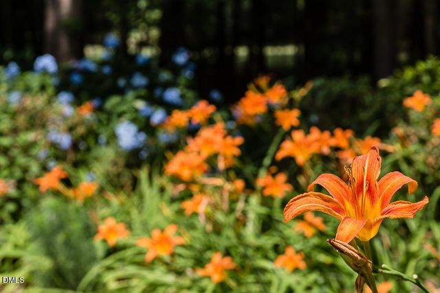 2 Foxridge Road, Chapel Hill, NC 27514