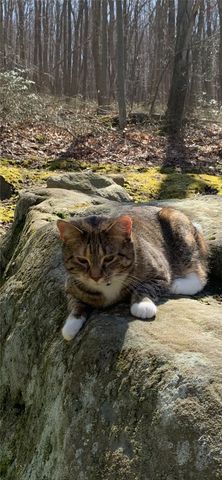 235 Pine Knob Rd, South Union Twp, PA 15445