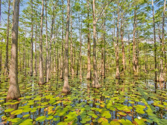 Lot 107 Cypress Walk, Santa Rosa Beach, FL 32459