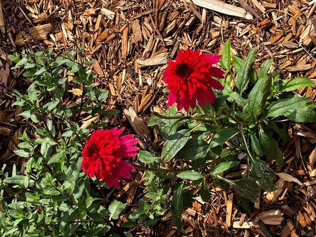 1922 Sandstone Loop S, Sartell, MN 56377