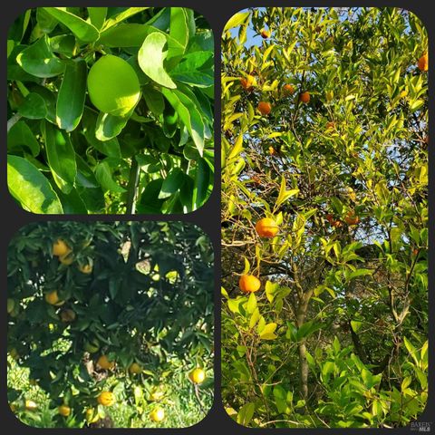 3778 Burke Pl, Sonoma, CA 95476