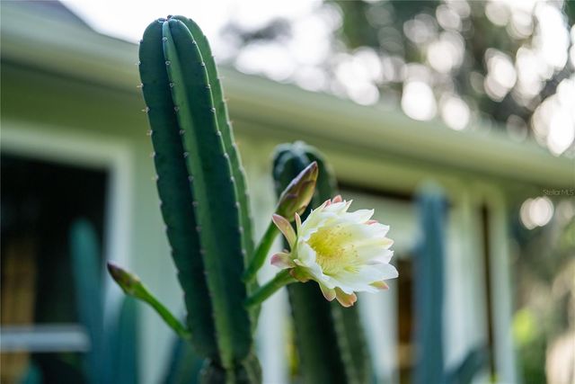 550 BOTTLEBRUSH COURT, New Smyrna Beach, FL 32168