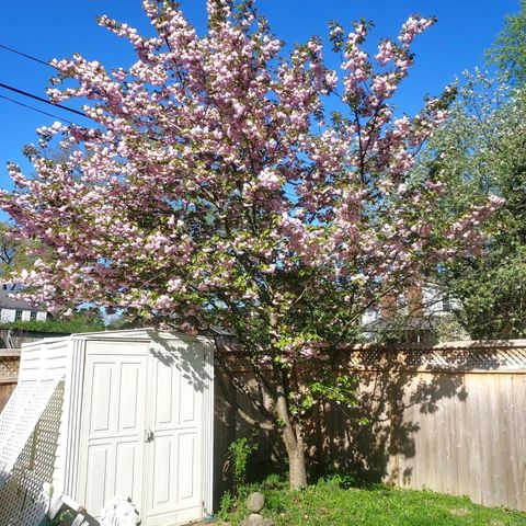 214 W Campbell Street, Frankfort, KY 40601