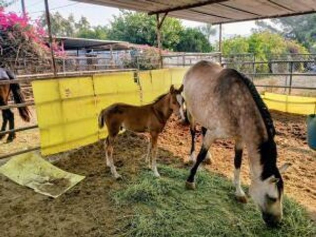 4052 Lindsay Street, Jurupa Valley, CA 92509