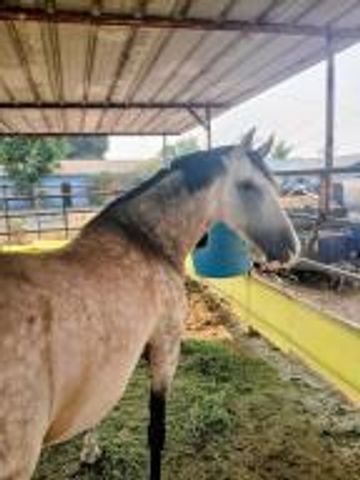 4052 Lindsay Street, Jurupa Valley, CA 92509