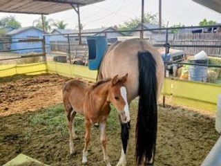 4052 Lindsay Street, Jurupa Valley, CA 92509