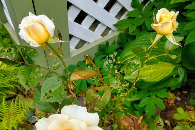 16 Brown Drive, Hinsdale, NH 03451