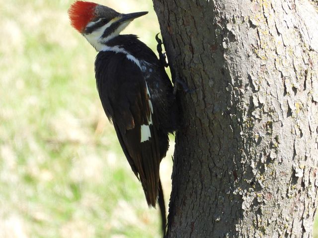 1022 QUEEN ANN DR, Columbia, MO 65201