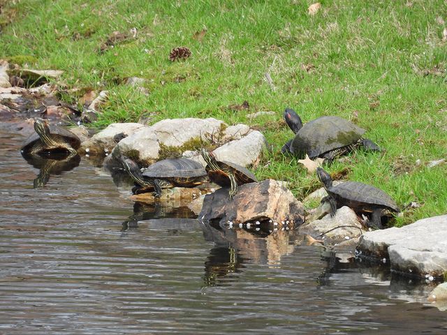 1022 QUEEN ANN DR, Columbia, MO 65201