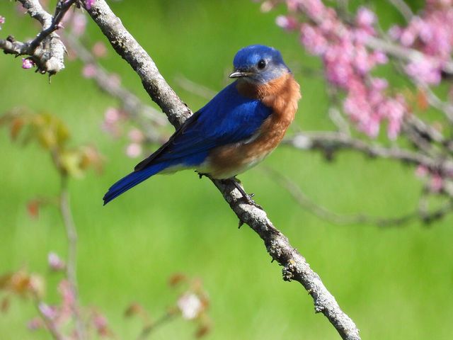 1022 QUEEN ANN DR, Columbia, MO 65201