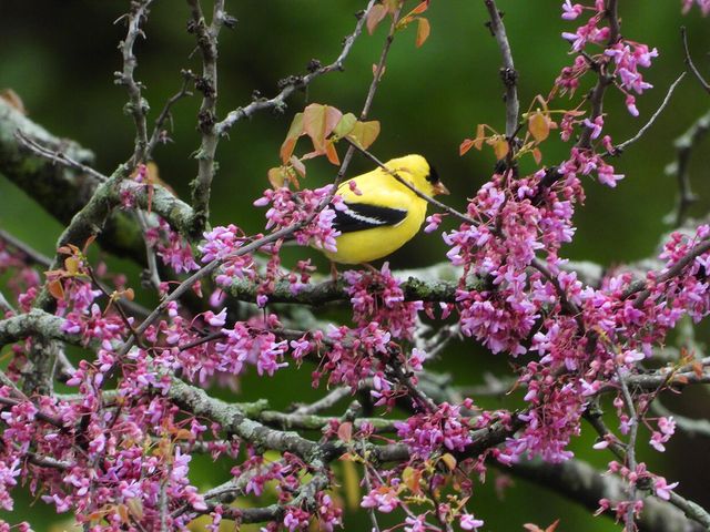 1022 QUEEN ANN DR, Columbia, MO 65201